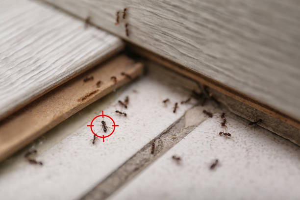 Best Spider Control Near Me  in Hornsby Bend, TX