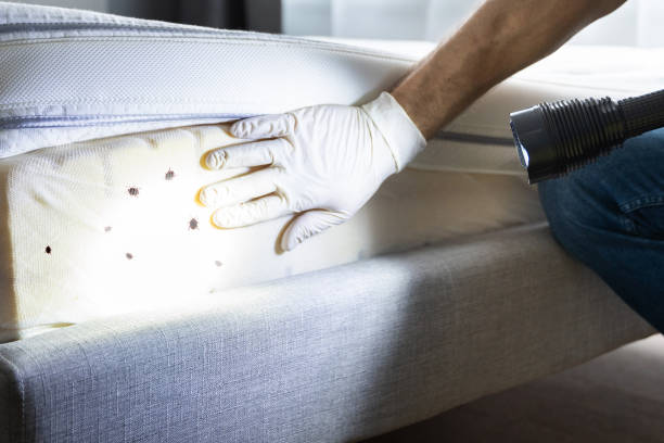 Best Residential Pest Control  in Hornsby Bend, TX