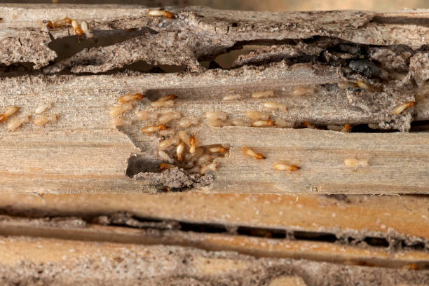 Best Local Pest Control Services  in Hornsby Bend, TX